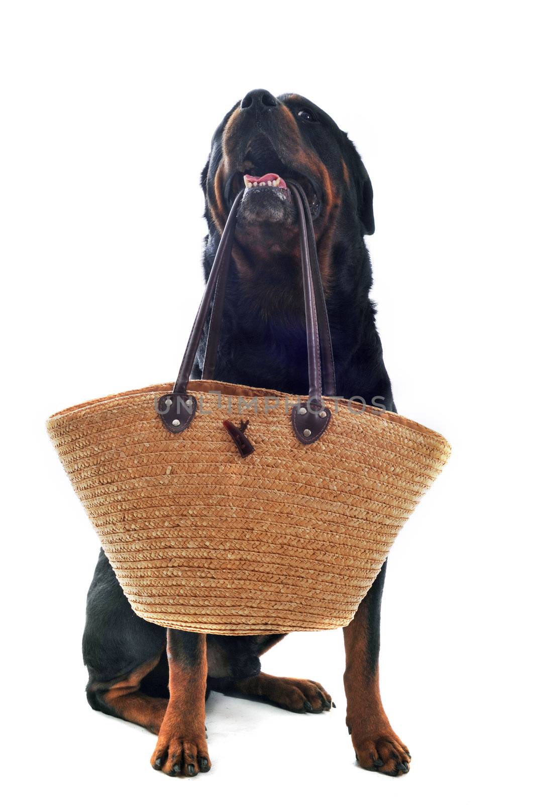 purebred rottweiler sitting with basket isolated over white background