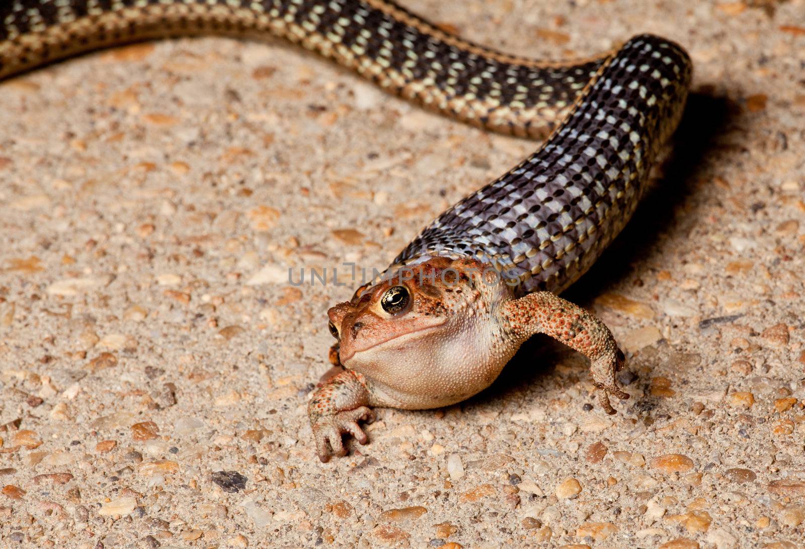 Gartner snake swallowing toad by steheap