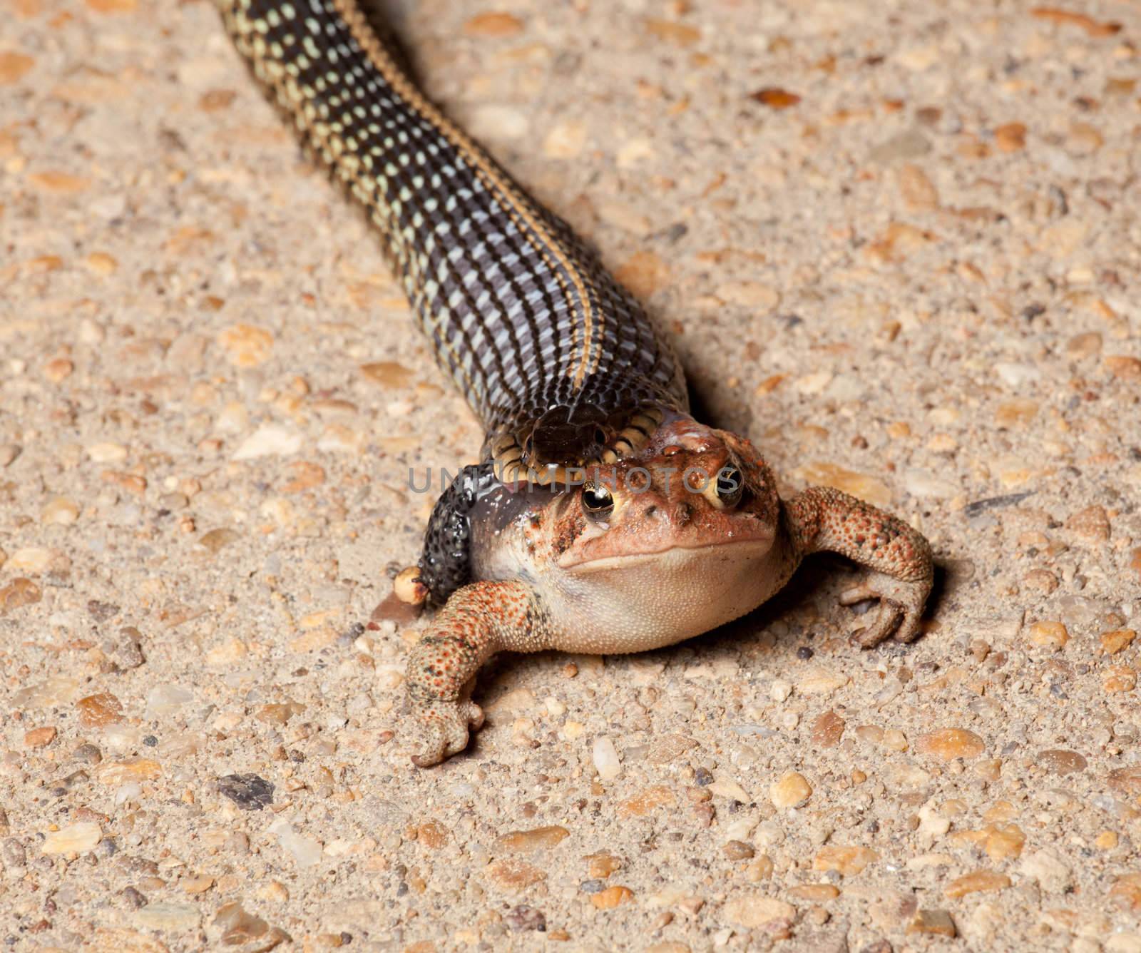 Gartner snake swallowing toad by steheap
