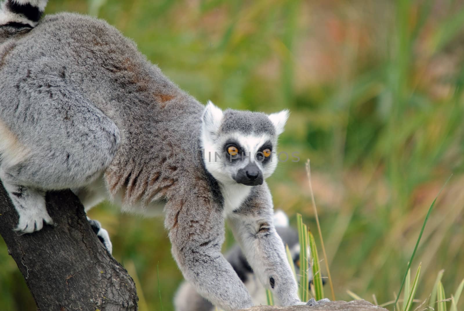 Ring-tailed Lemur by nialat