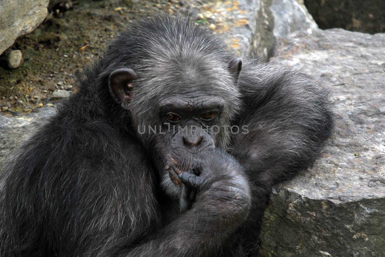 Common Chimpanzee by nialat