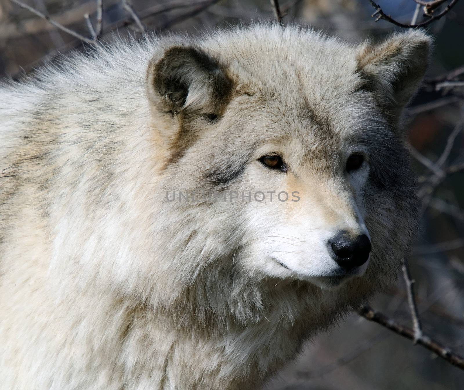 Picture of a beautiful gray wolf on a sunny day
