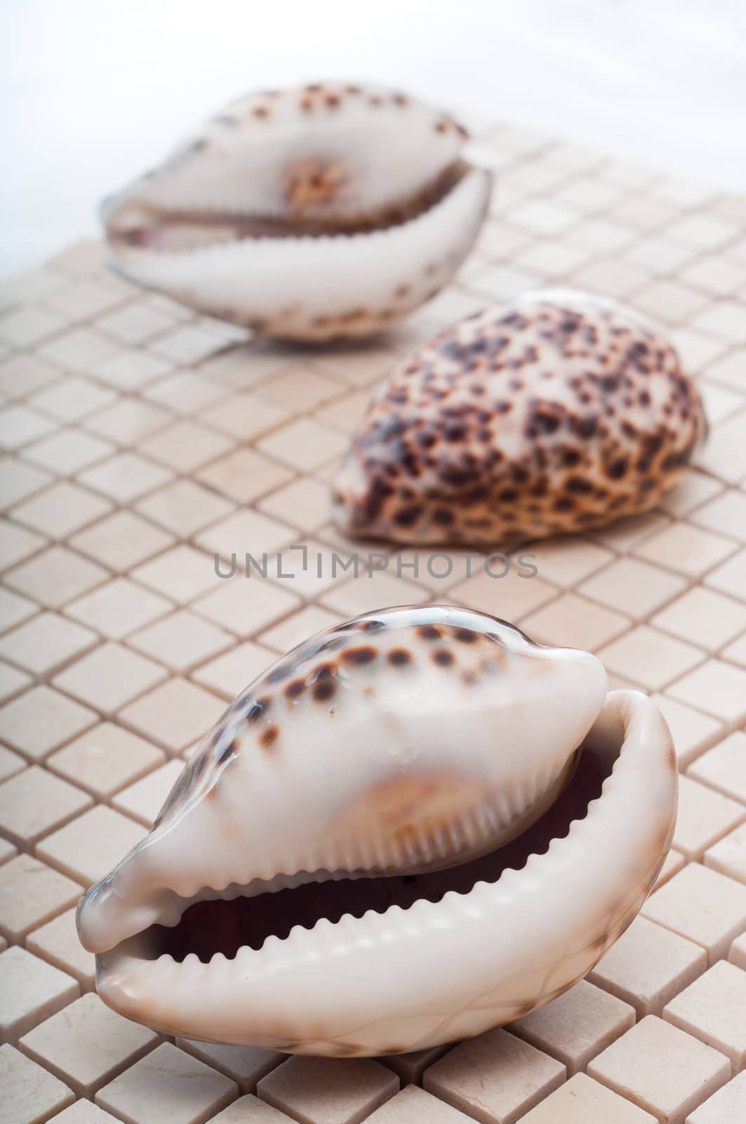 Cowrie shells on mosaic tiles