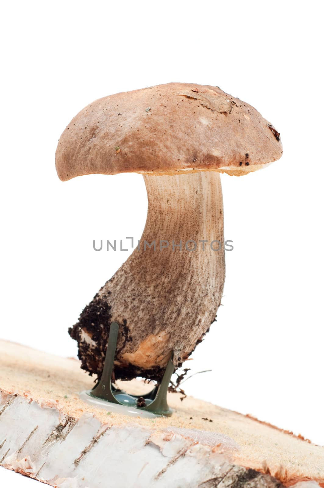 Studio shot of boletus isolated on white