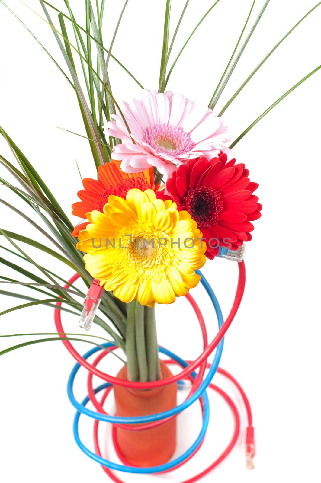 Conceptual shot of flowers and wires isolated on white