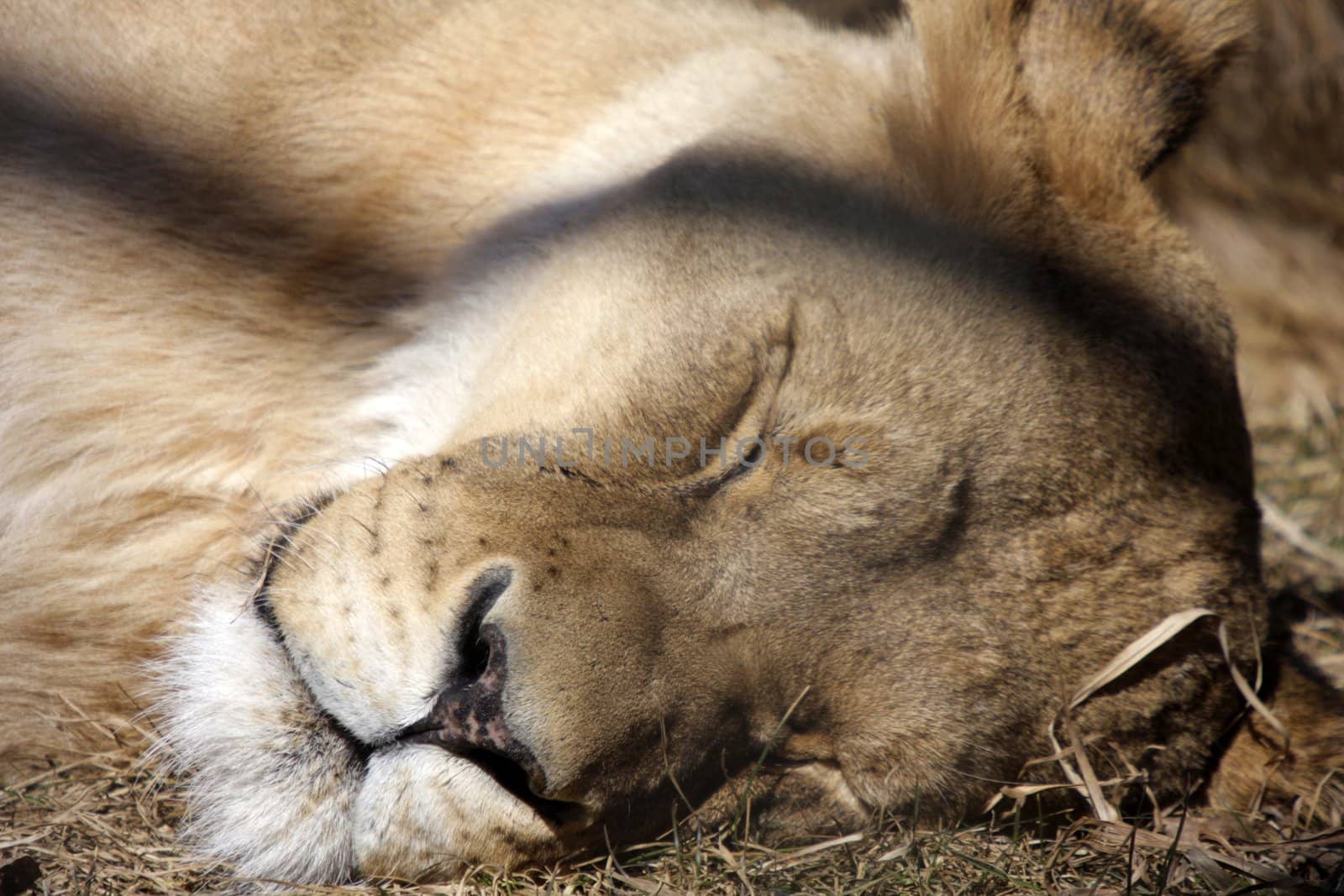 Sleeping lioness