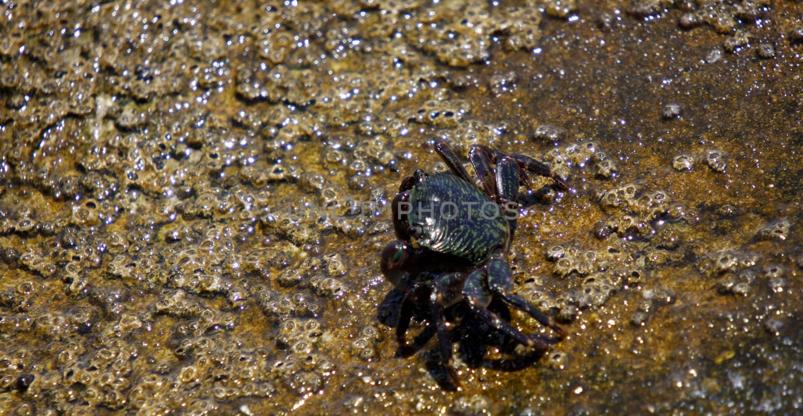 Crab crawling on the rock