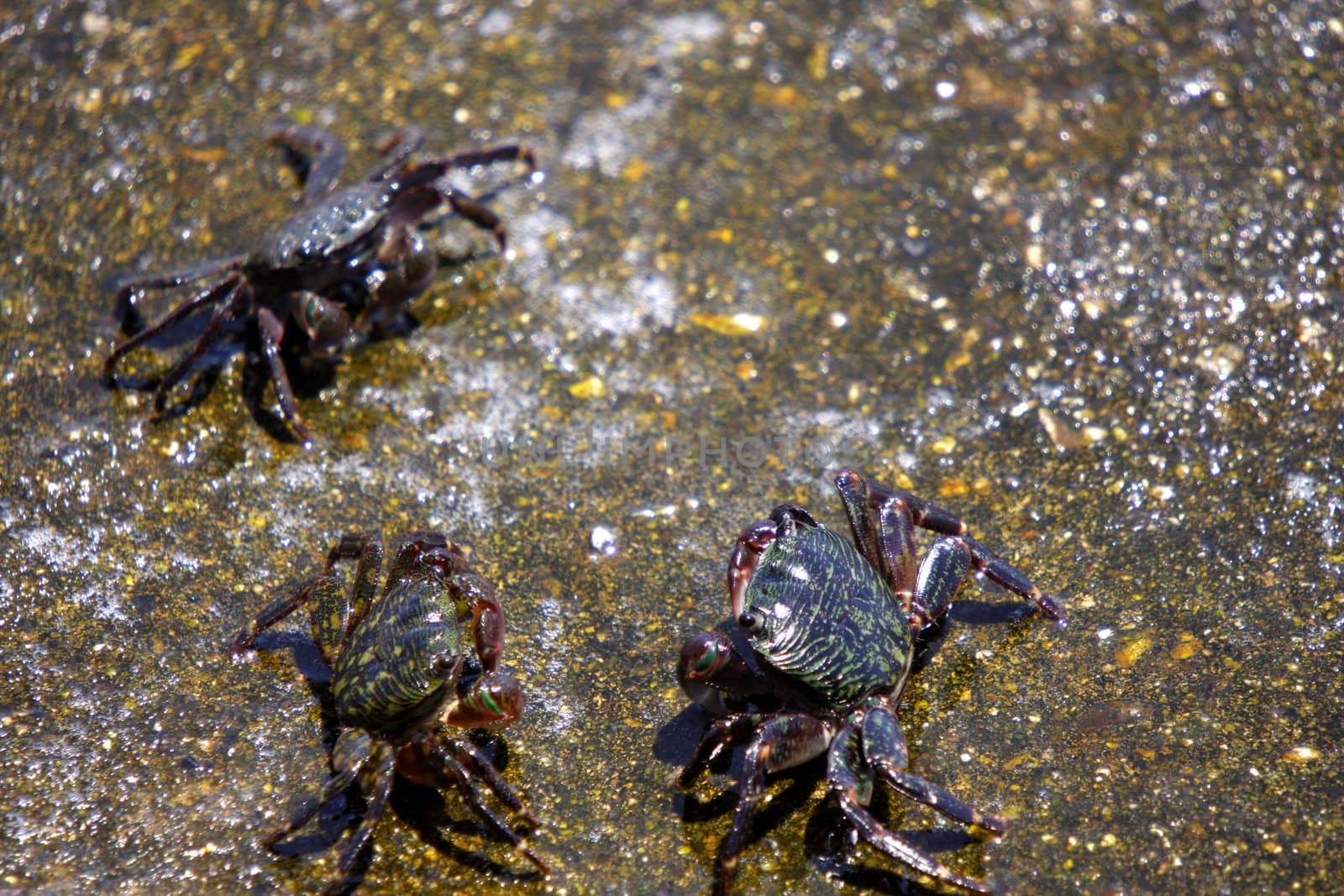 Three crabs on the rock