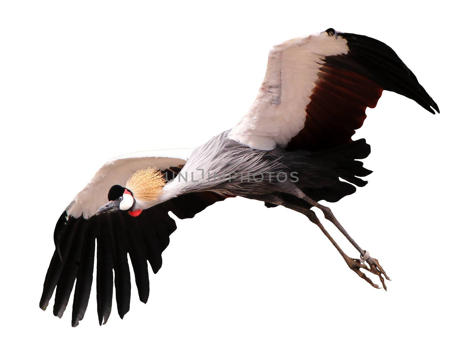 Beautiful royal crane isolated and flying