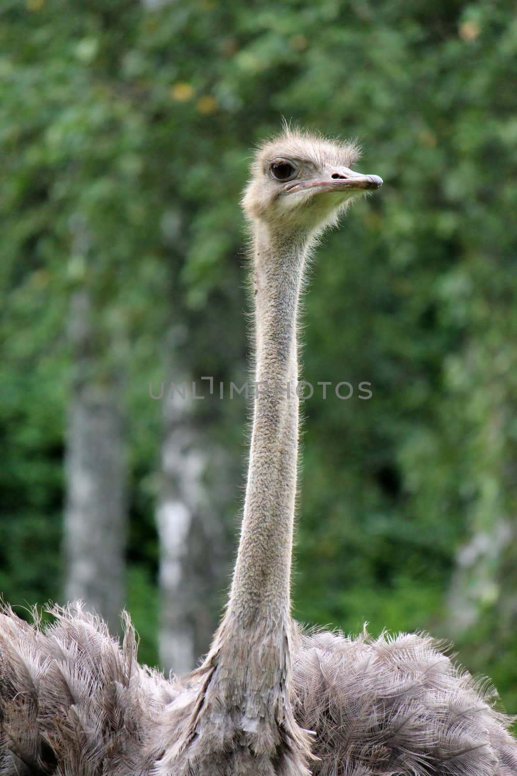 Grey ostrich by Elenaphotos21