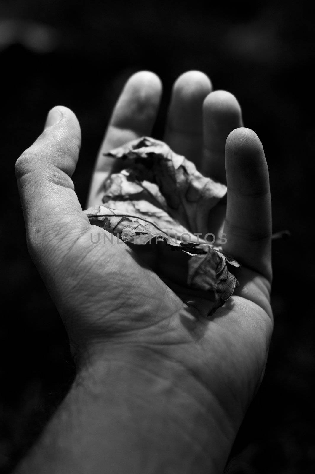 hand dry leaf in black and white with black background