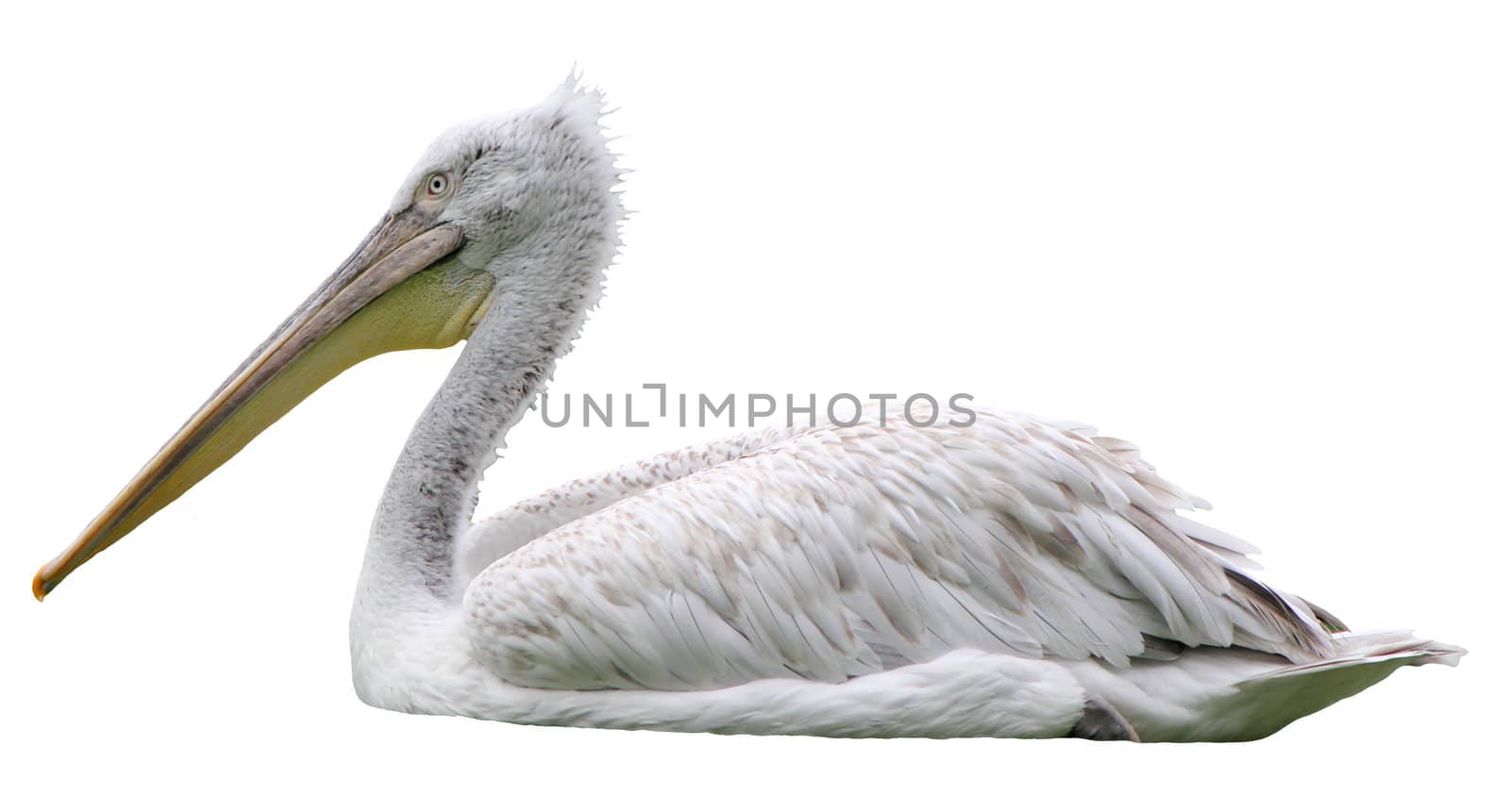 Isolated quiet white pelican floating