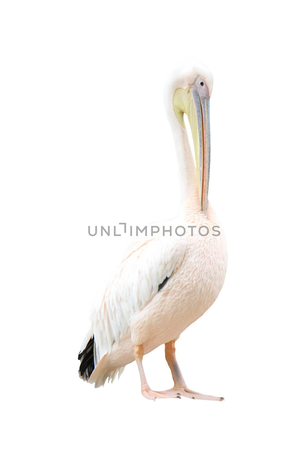Pelican standing by Elenaphotos21