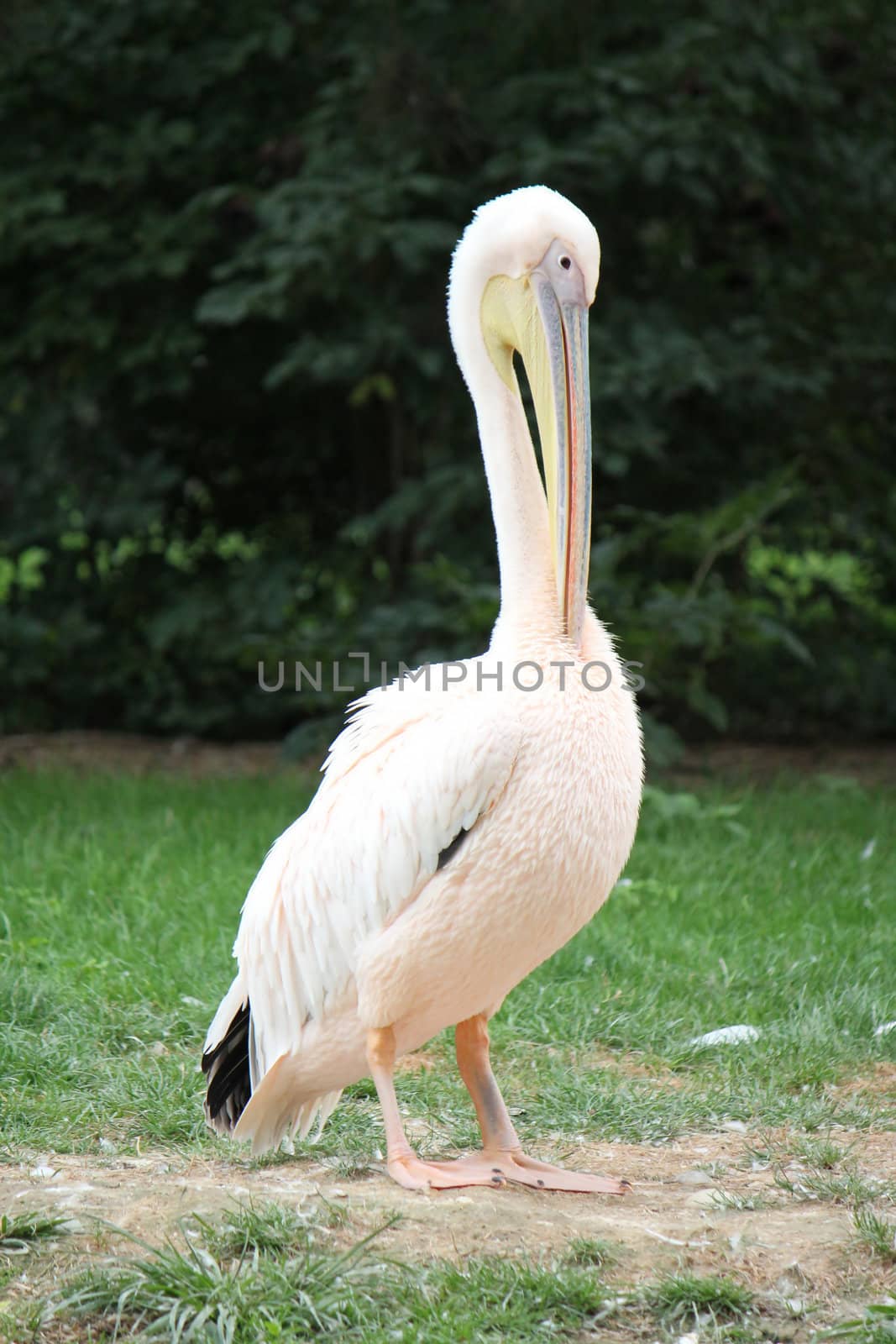 Pelican standing on the grass by Elenaphotos21