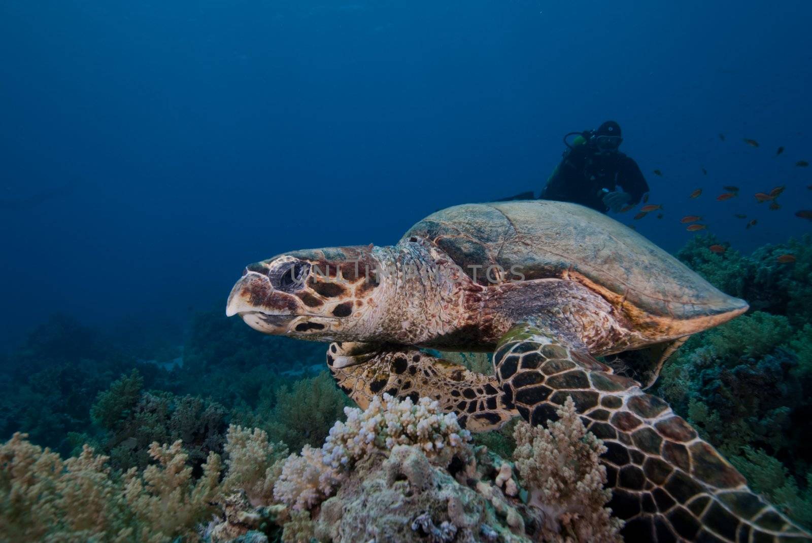 Hawksbill turtle by markdoherty