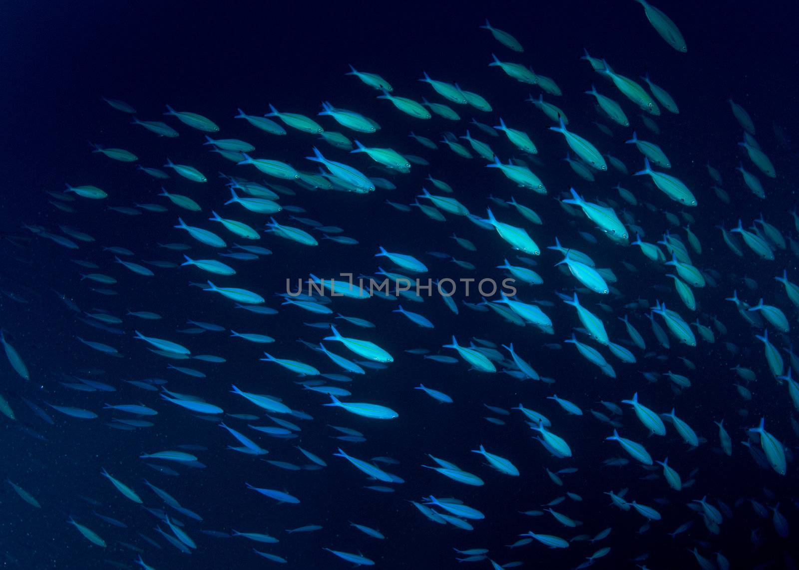 school of blue fish by markdoherty