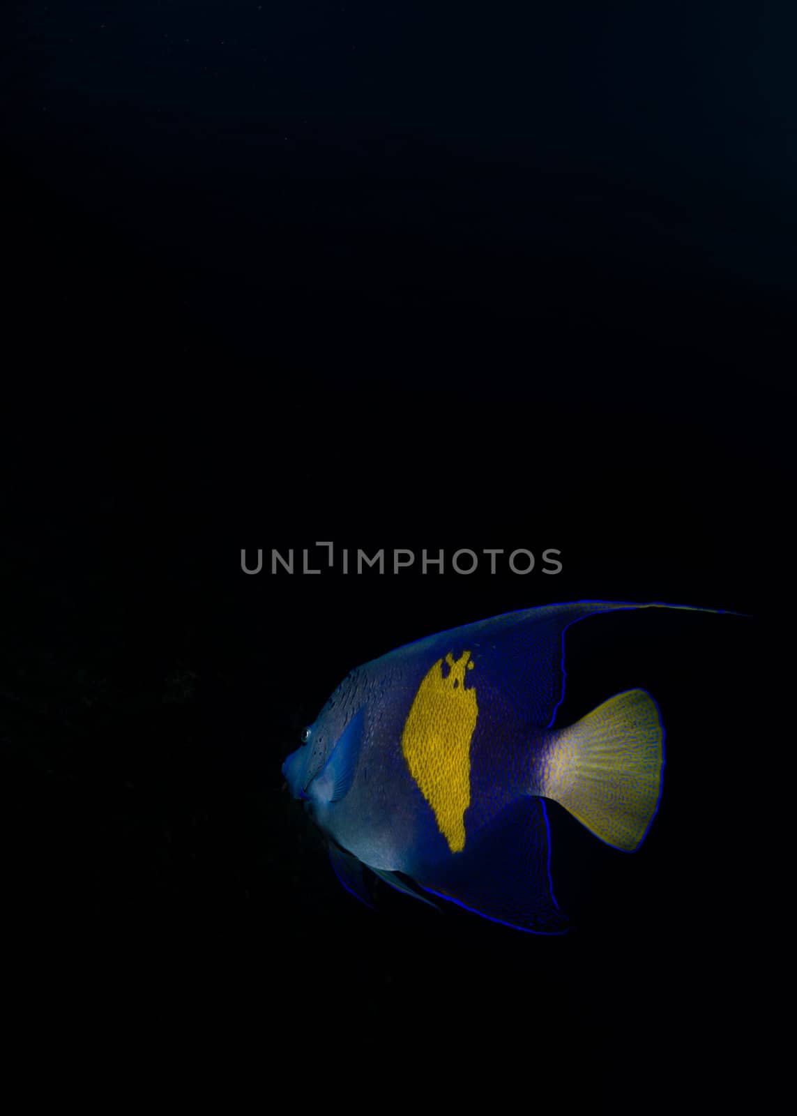 Tropical fish on blue background by markdoherty
