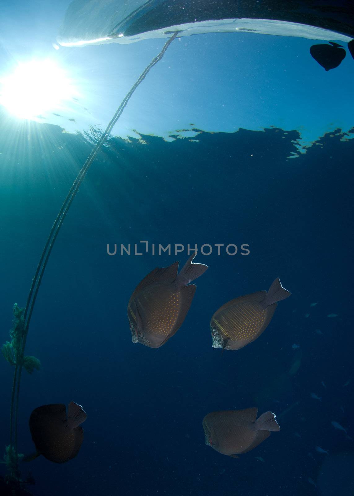 School of fish and sun by markdoherty