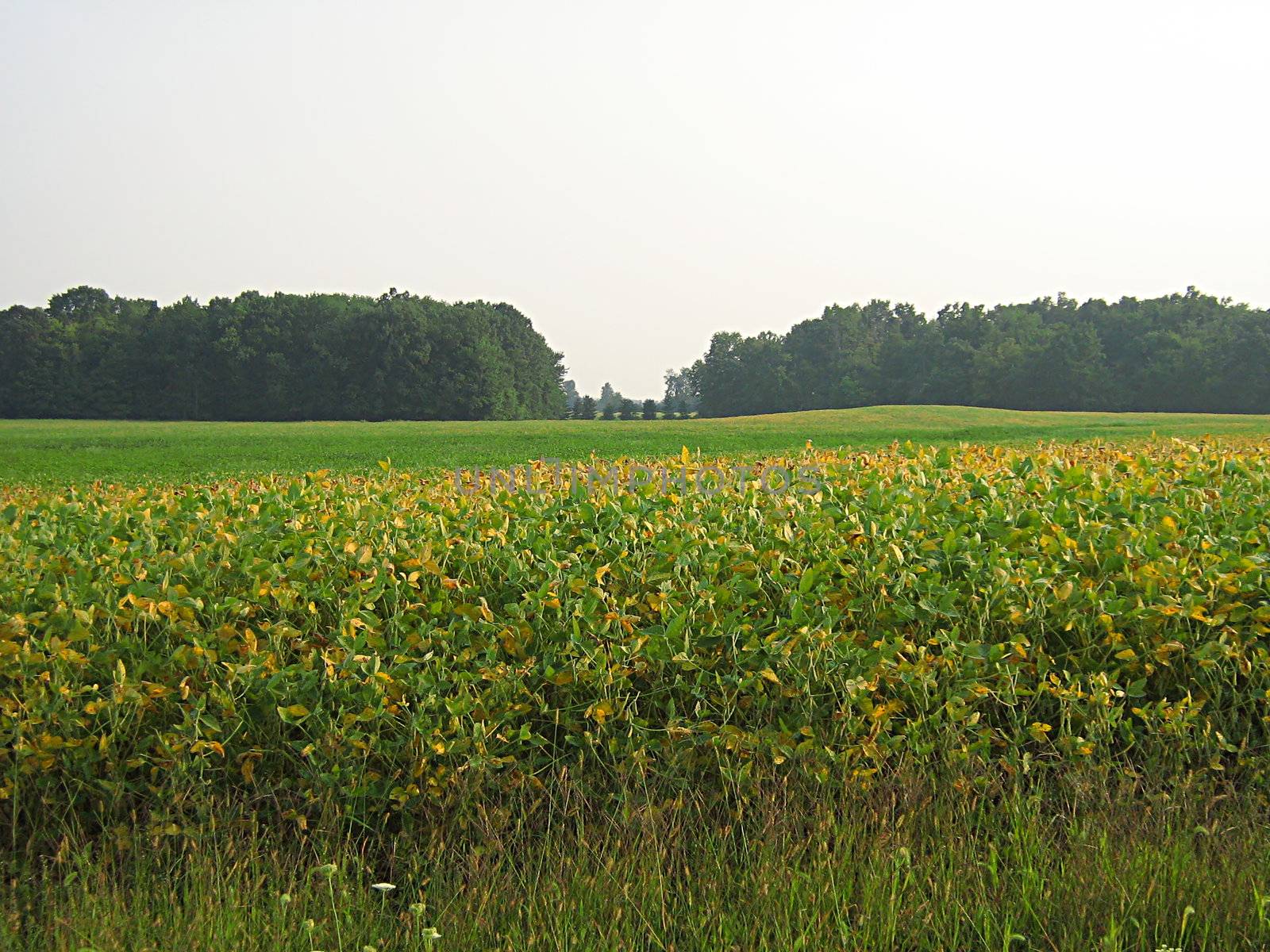 Farm Field by llyr8