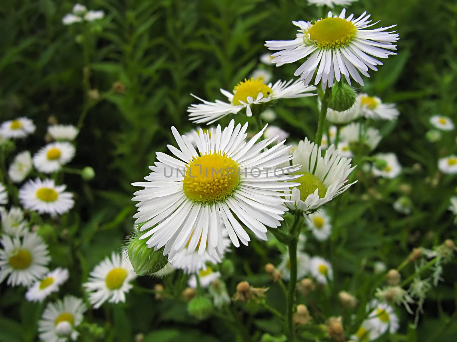 A photograph of a white flower in a field.