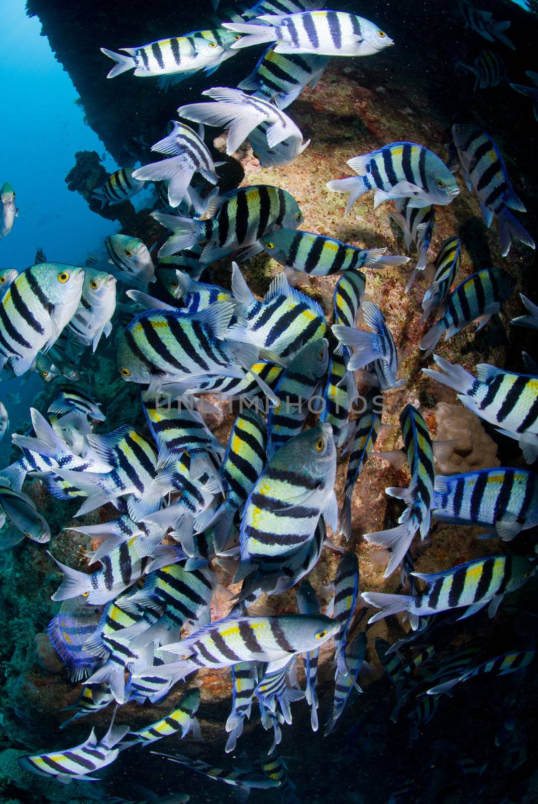 Sergeant major fish (abudefduf vaigiensis) large school on the wreck of the SS Ulysses. Gobal Island, Red Sea, Egypt.