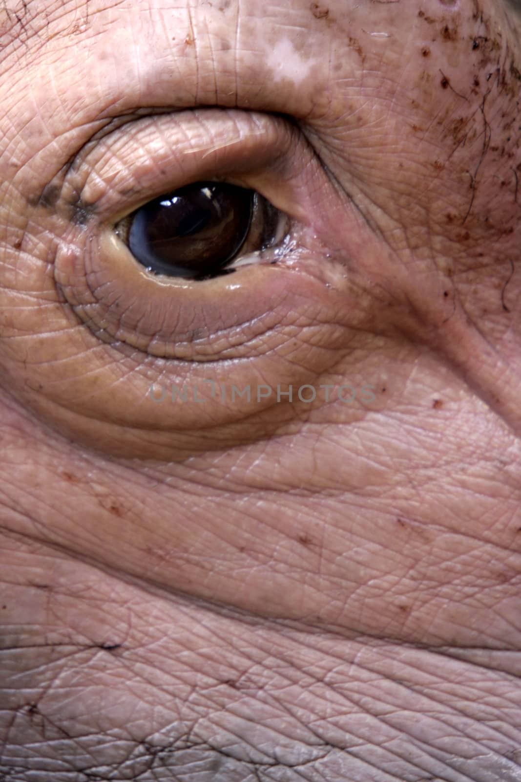 Eye of a hippopotamus close up