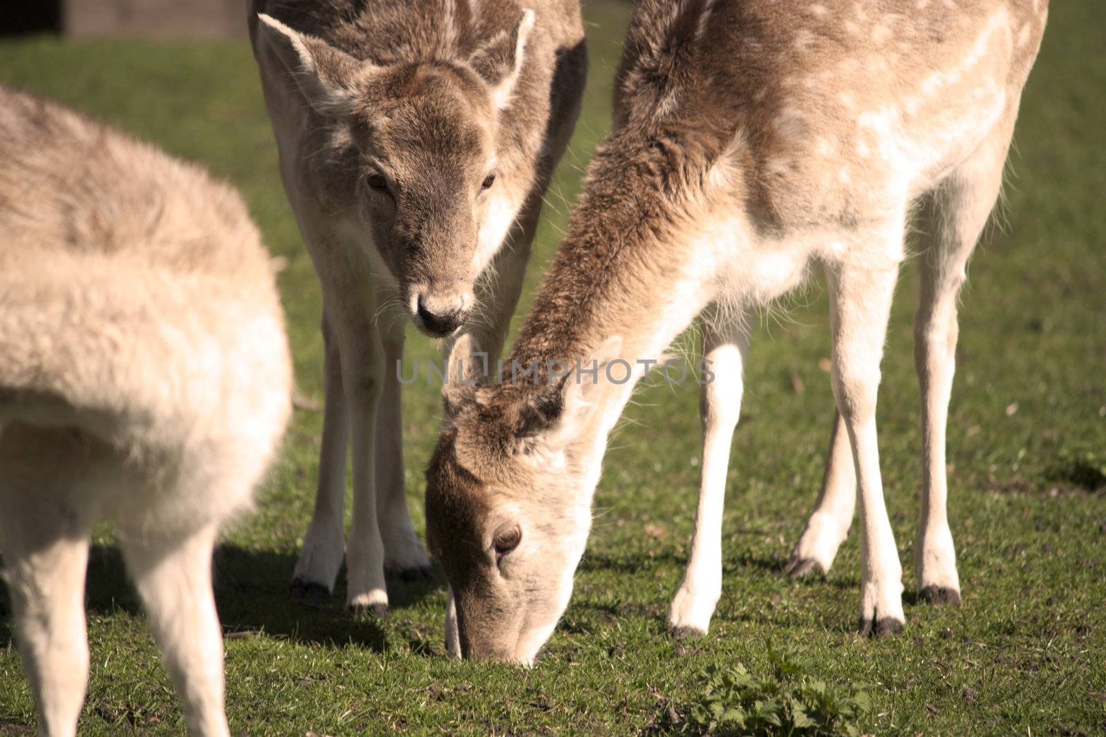 Young deer in field grazing.  