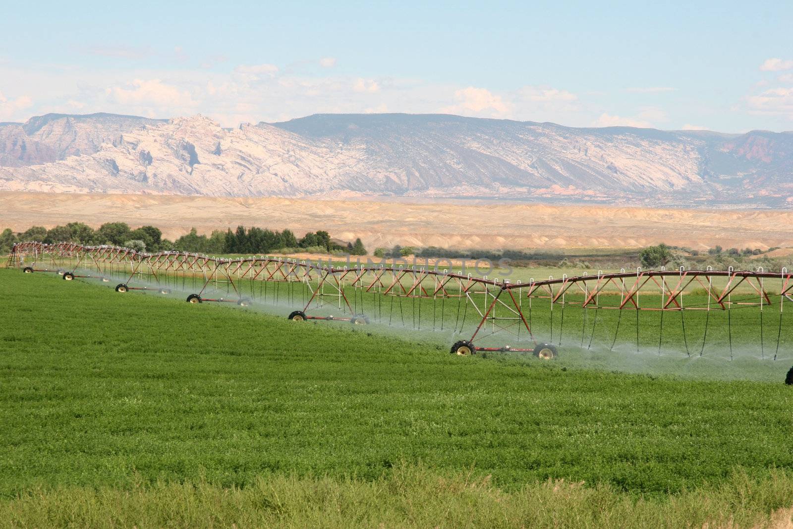 Irrigation sprinklers on the farm