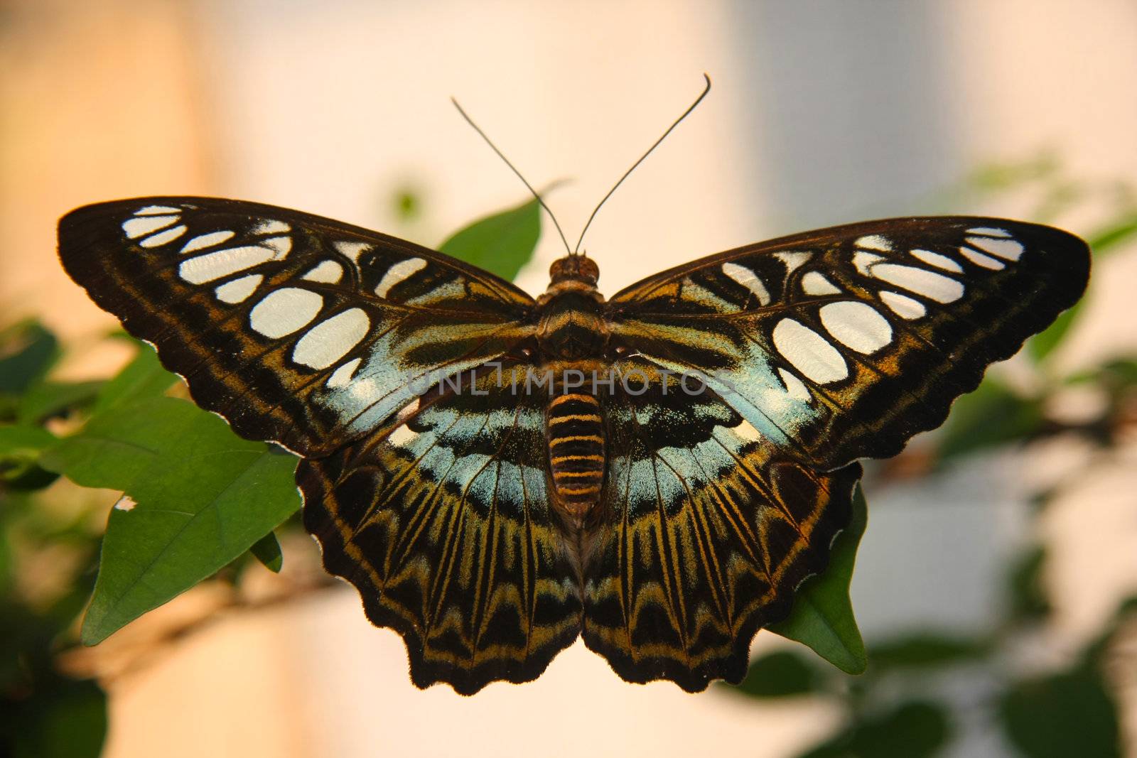 Monarch butterfly on a green leaf