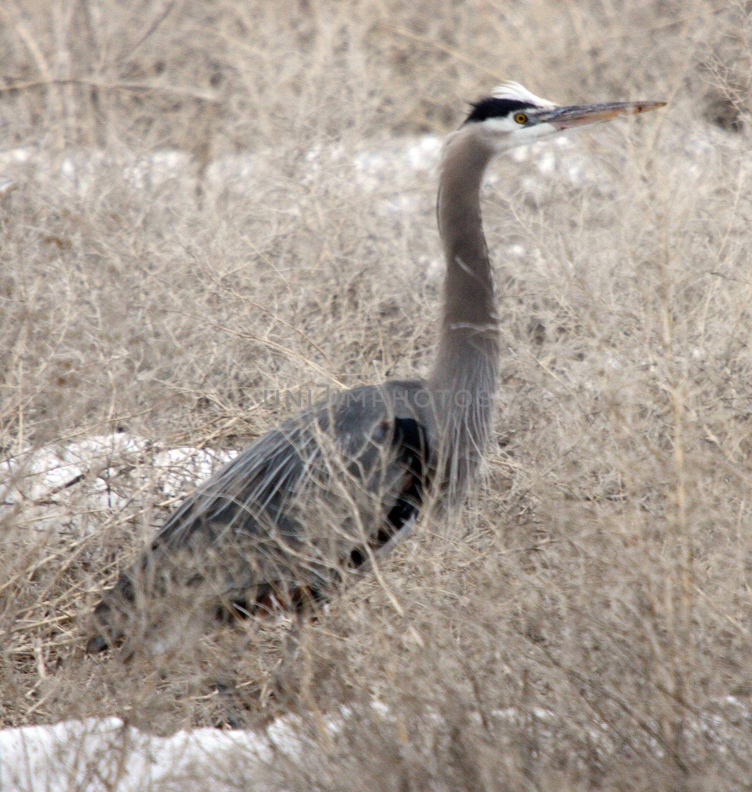 Great Blue Heron.  Photo taken at Lower Klamath National Wildlife Refuge, CA.