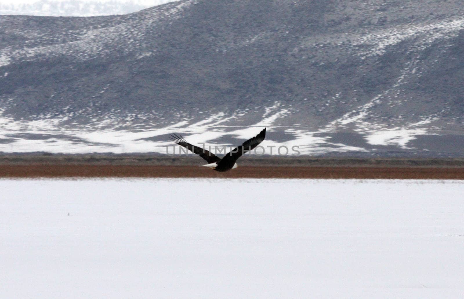 Bald Eagle.  Photo taken at Lower Klamath National Wildlife Refuge, CA.