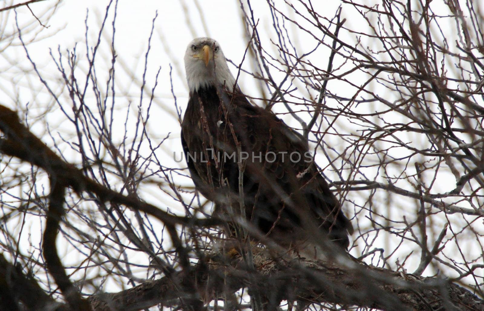 Bald Eagle by sandsphoto