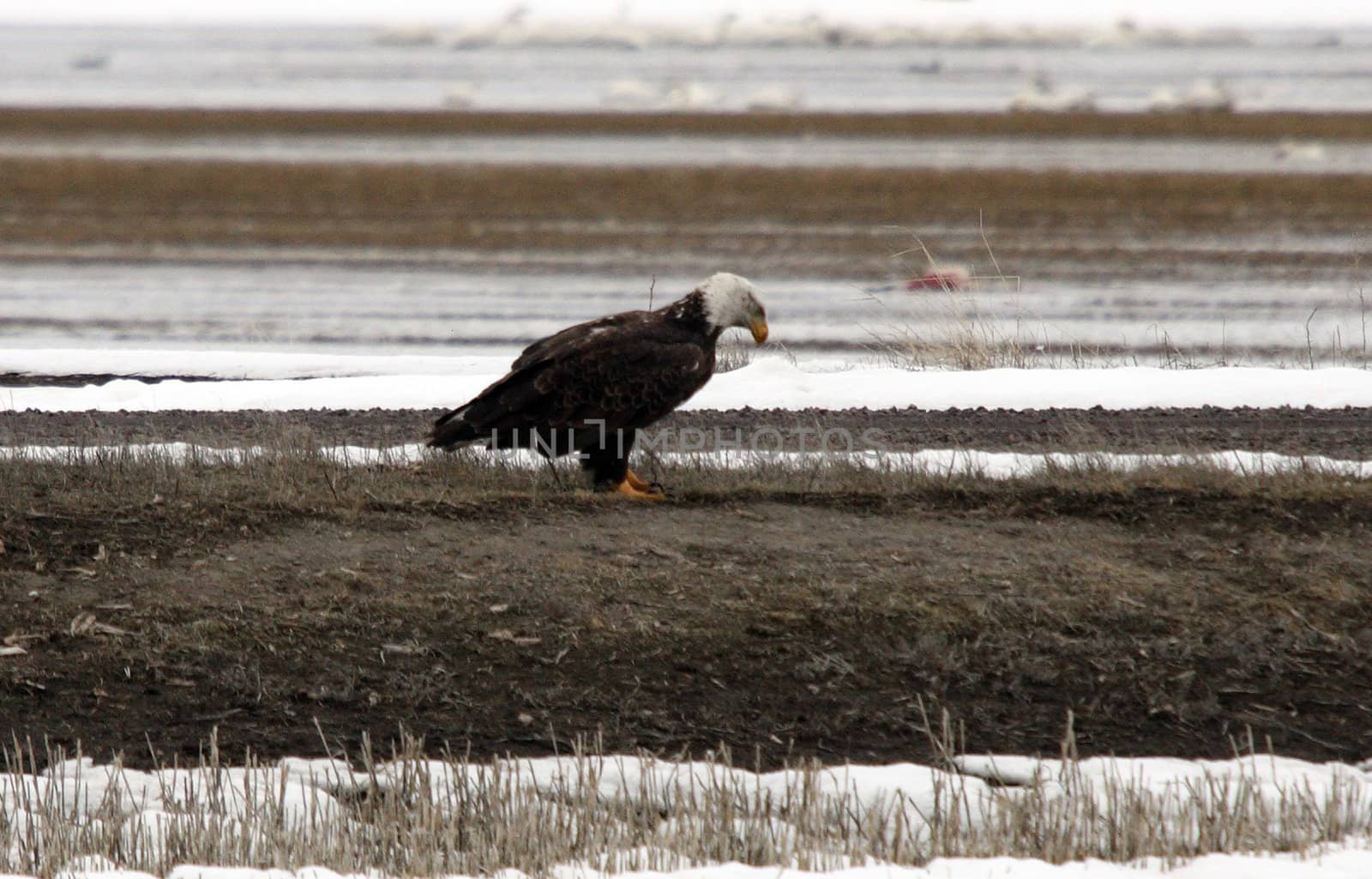 Bald Eagle by sandsphoto