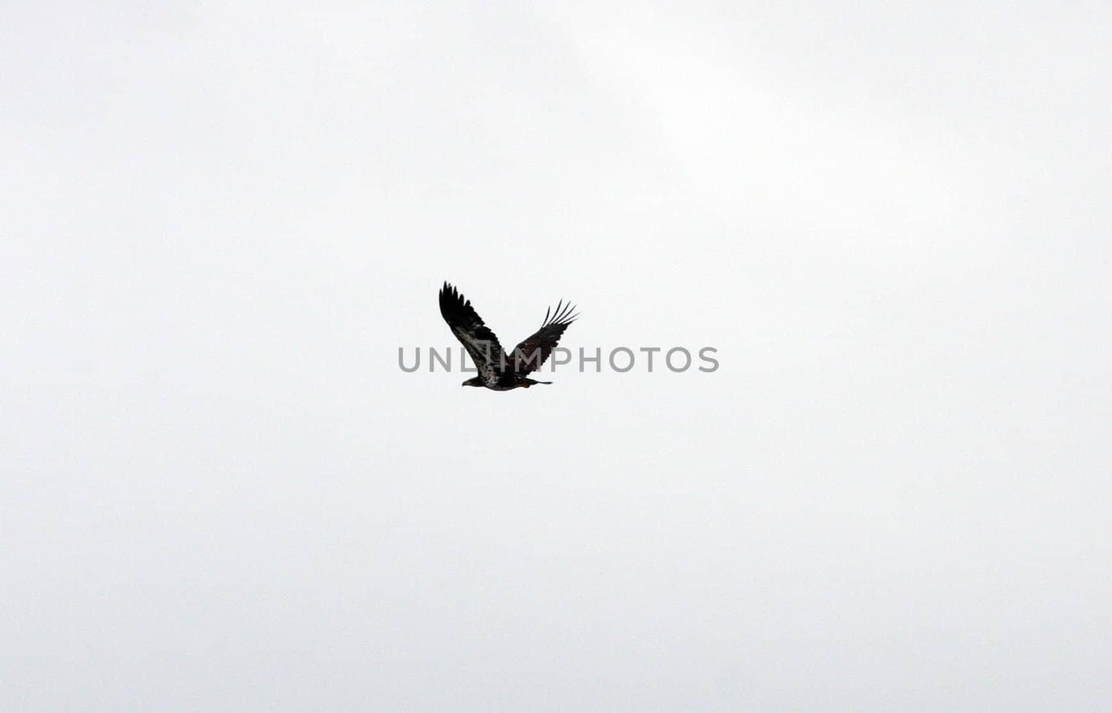 Bald Eagle.  Photo taken at Lower Klamath National Wildlife Refuge, CA.