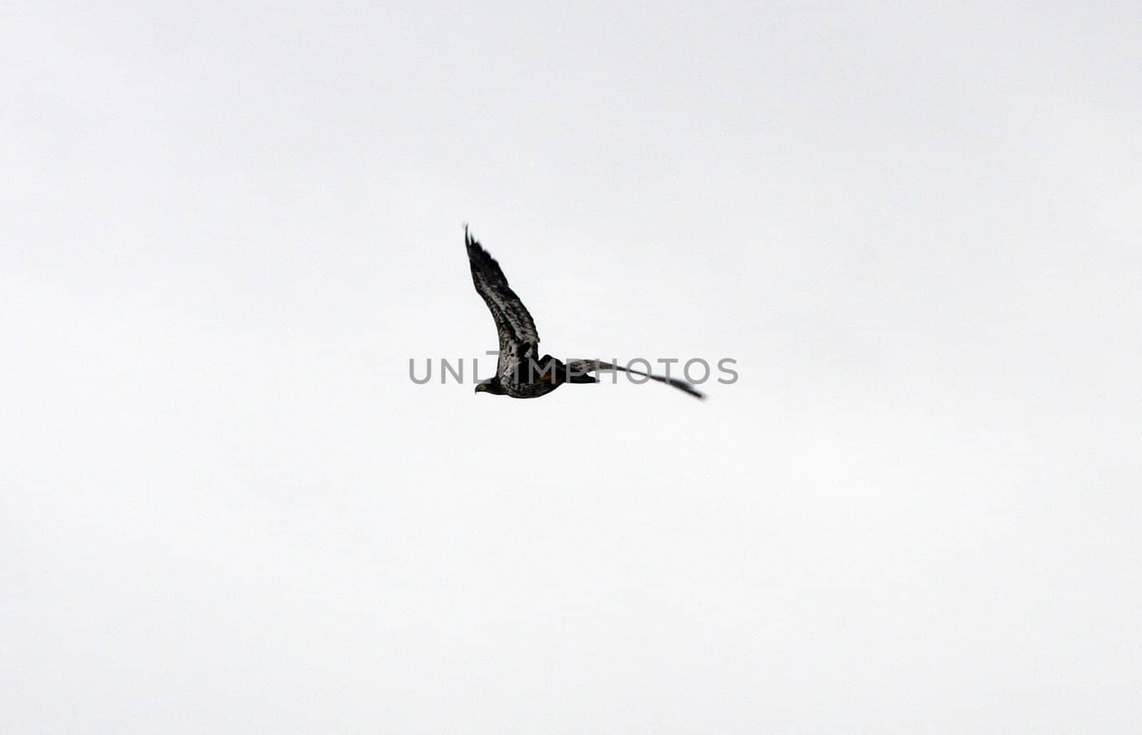 Bald Eagle.  Photo taken at Lower Klamath National Wildlife Refuge, CA.