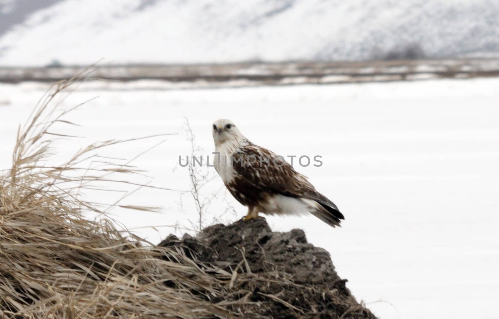 Rough Legged Hawk.  Photo taken at Lower Klamath National Wildlife Refuge, CA.