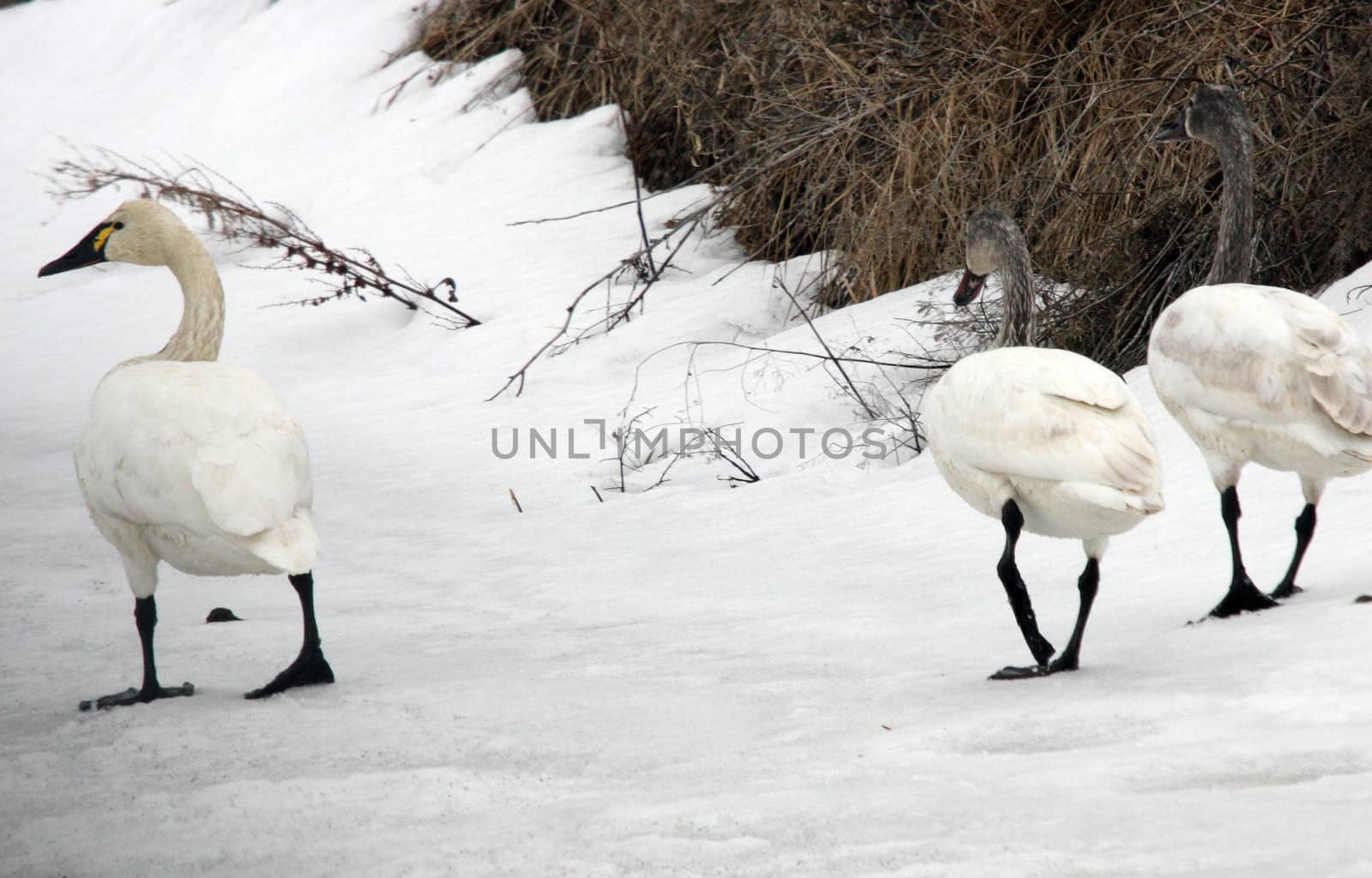 Tundra Swan by sandsphoto
