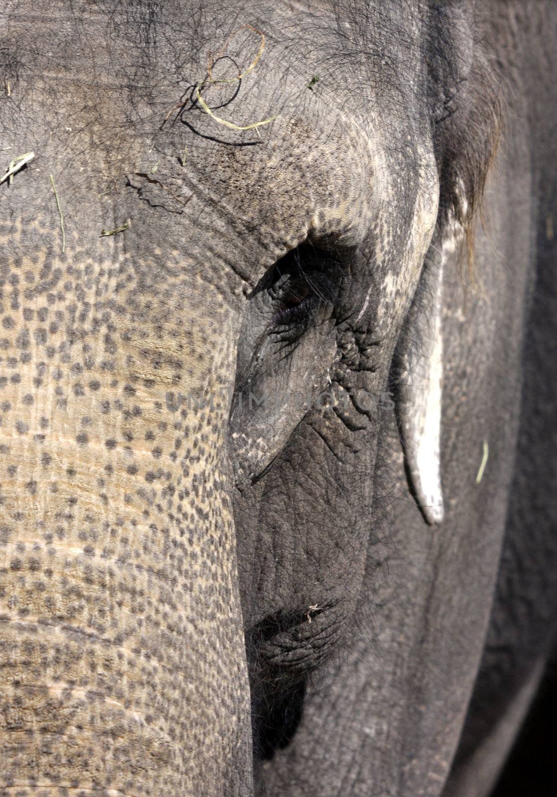 Head of an elephant close up