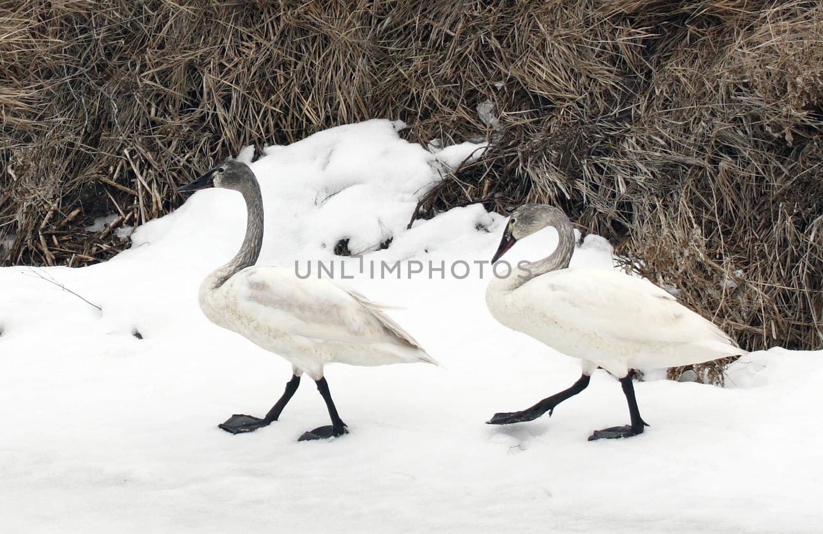 Tundra Swan by sandsphoto