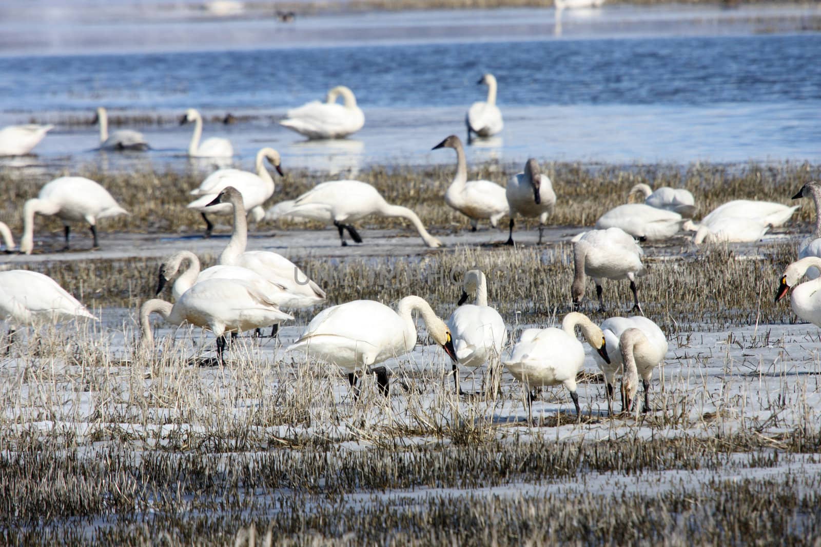 Tundra Swan.  Photo taken at Lower Klamath National Wildlife Refuge, CA.