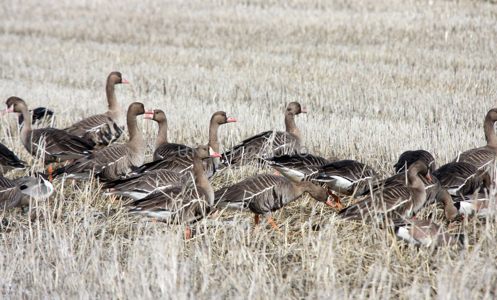 White Fronted Goose by sandsphoto