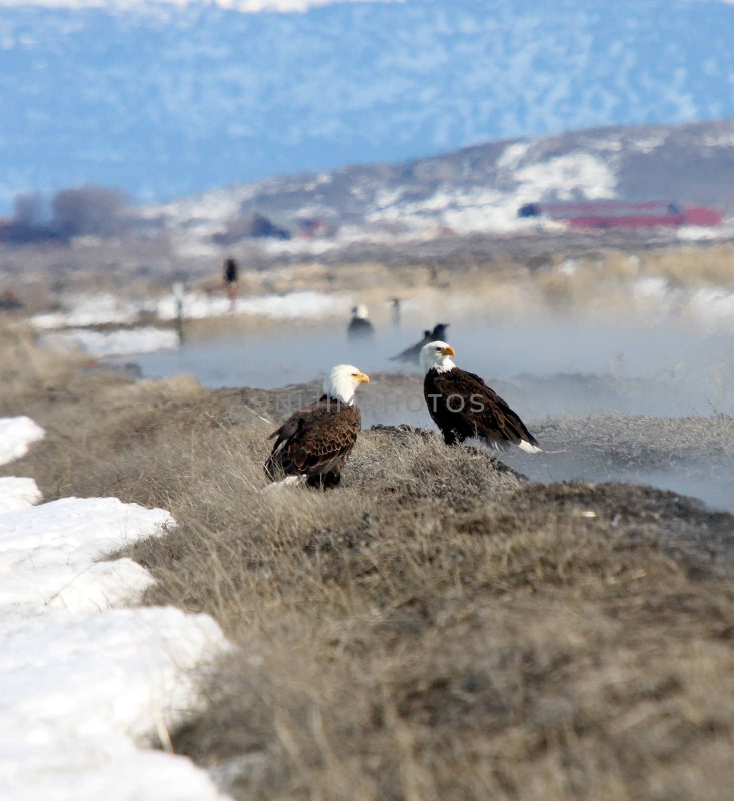 Bald Eagle by sandsphoto