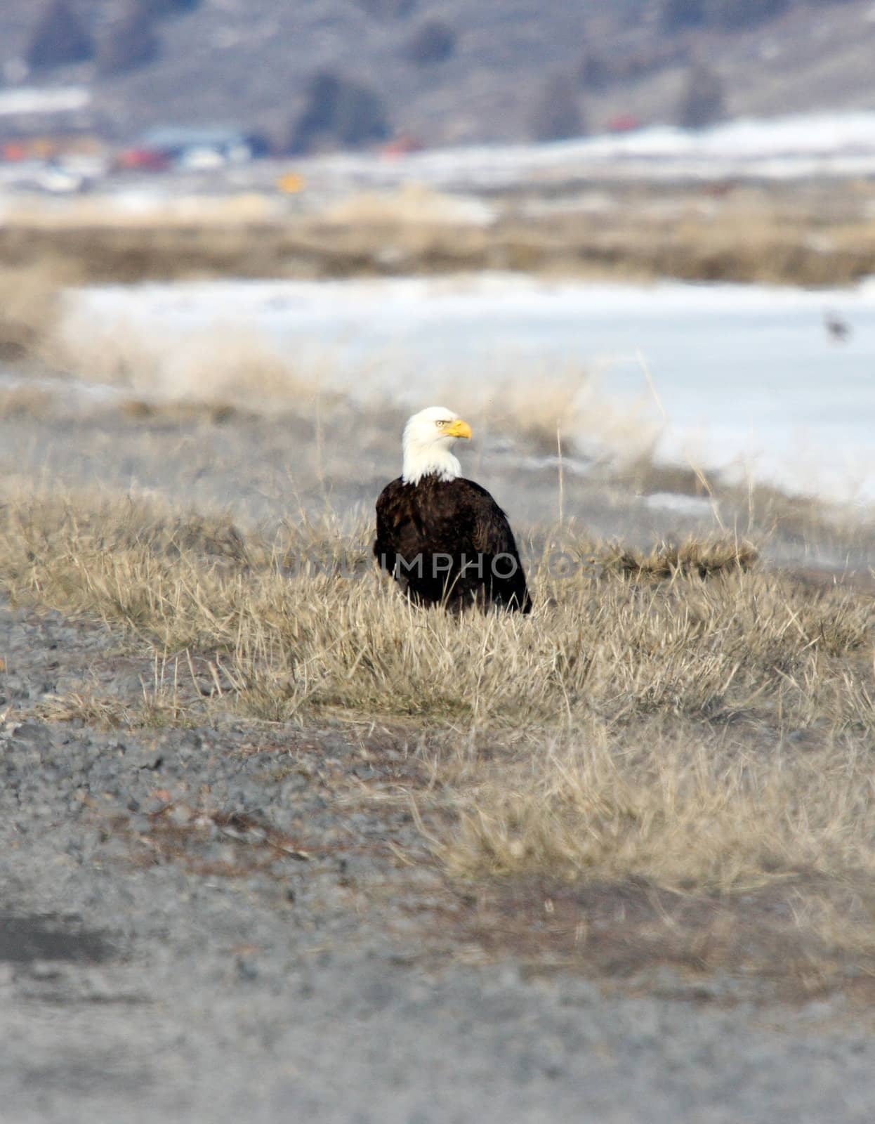 Bald Eagle by sandsphoto