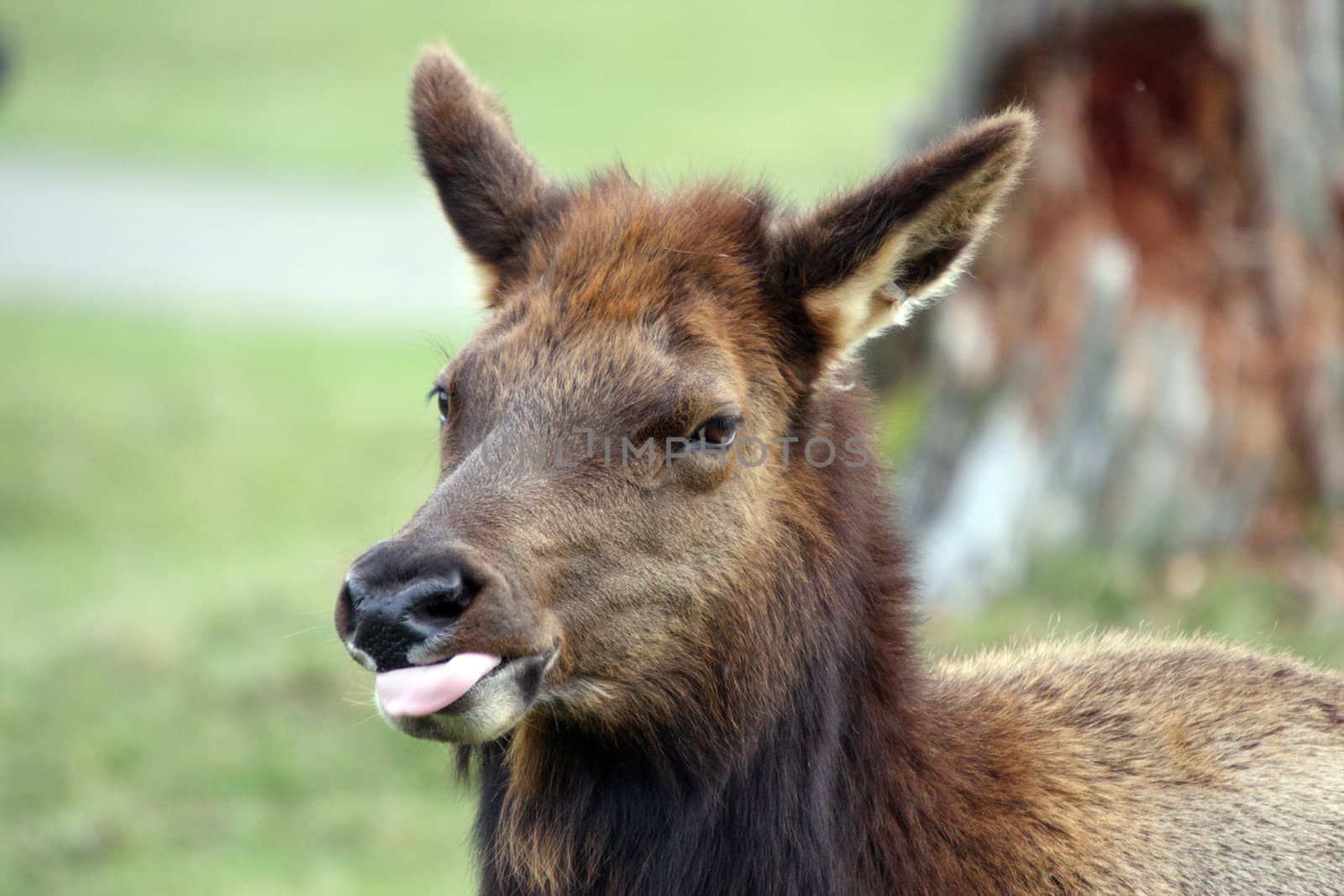 Elk.  Photo taken at Northwest Trek Wildlife Park, WA.