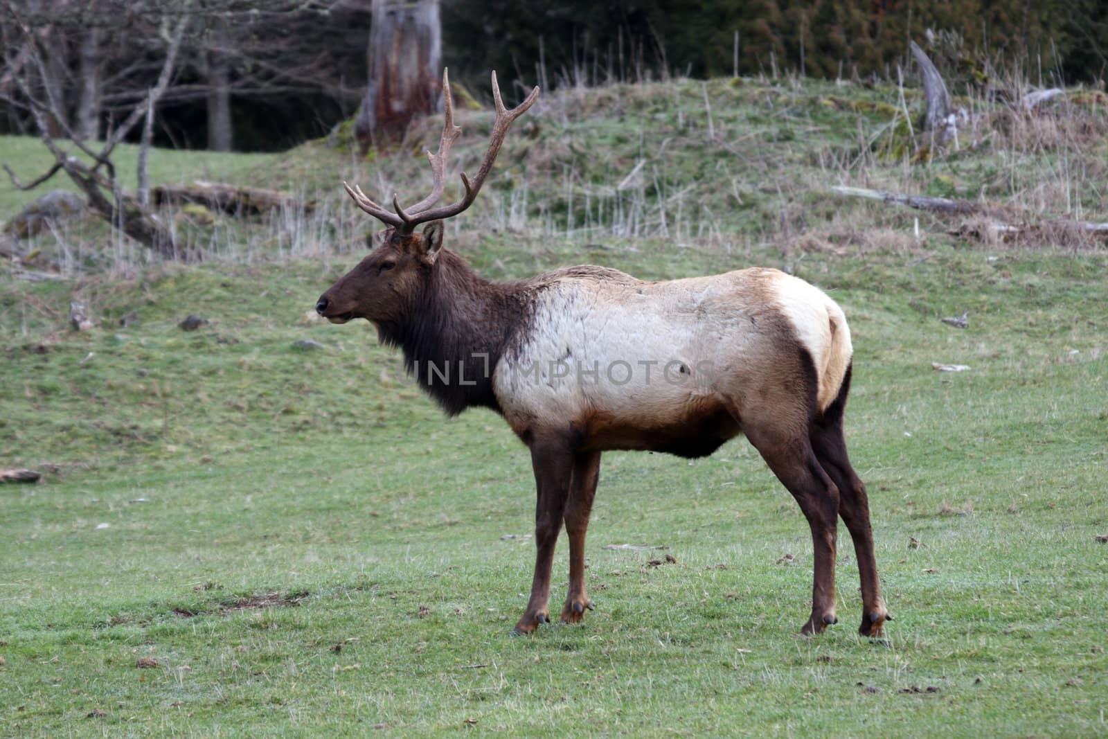 Elk.  Photo taken at Northwest Trek Wildlife Park, WA.
