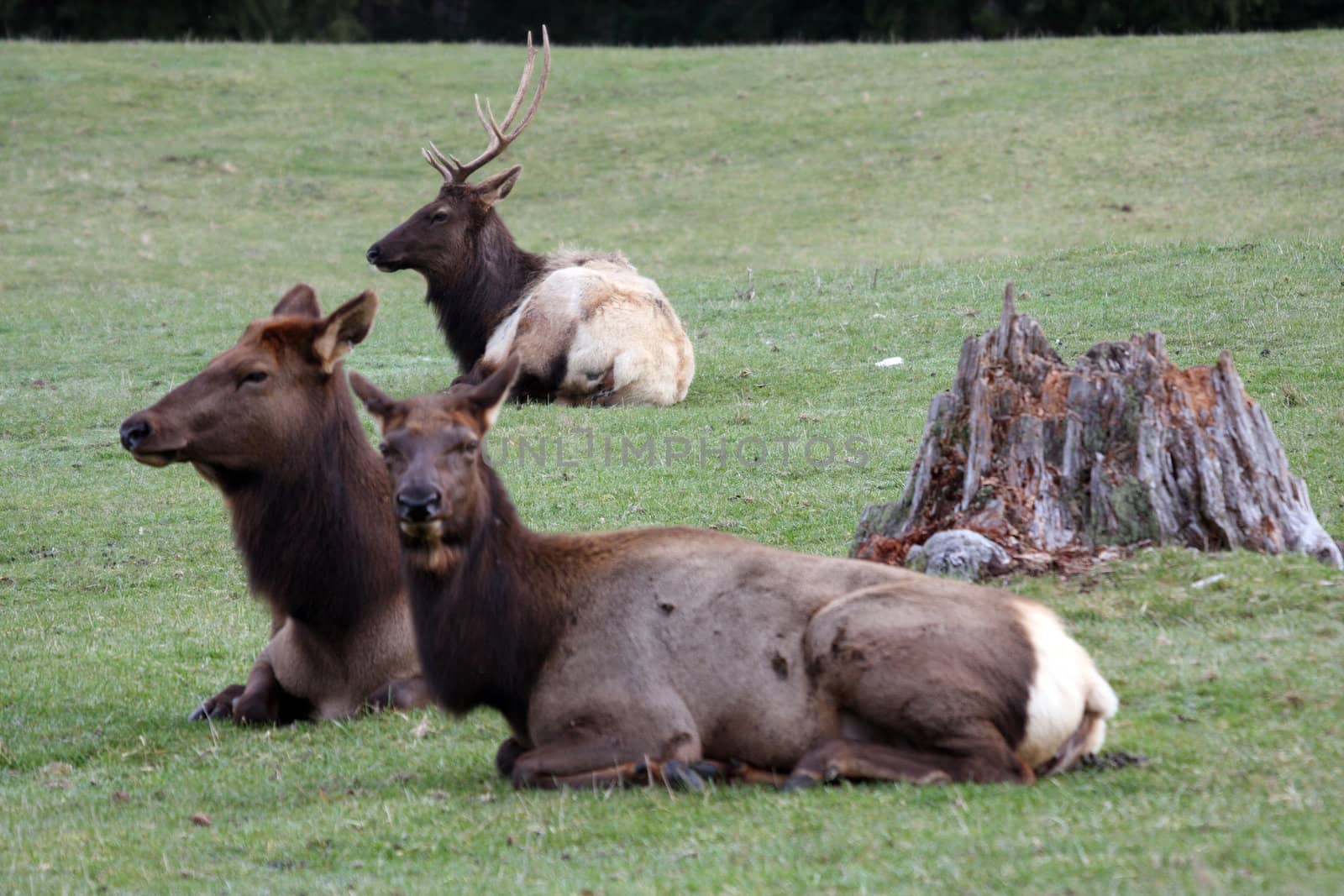 Elk by sandsphoto