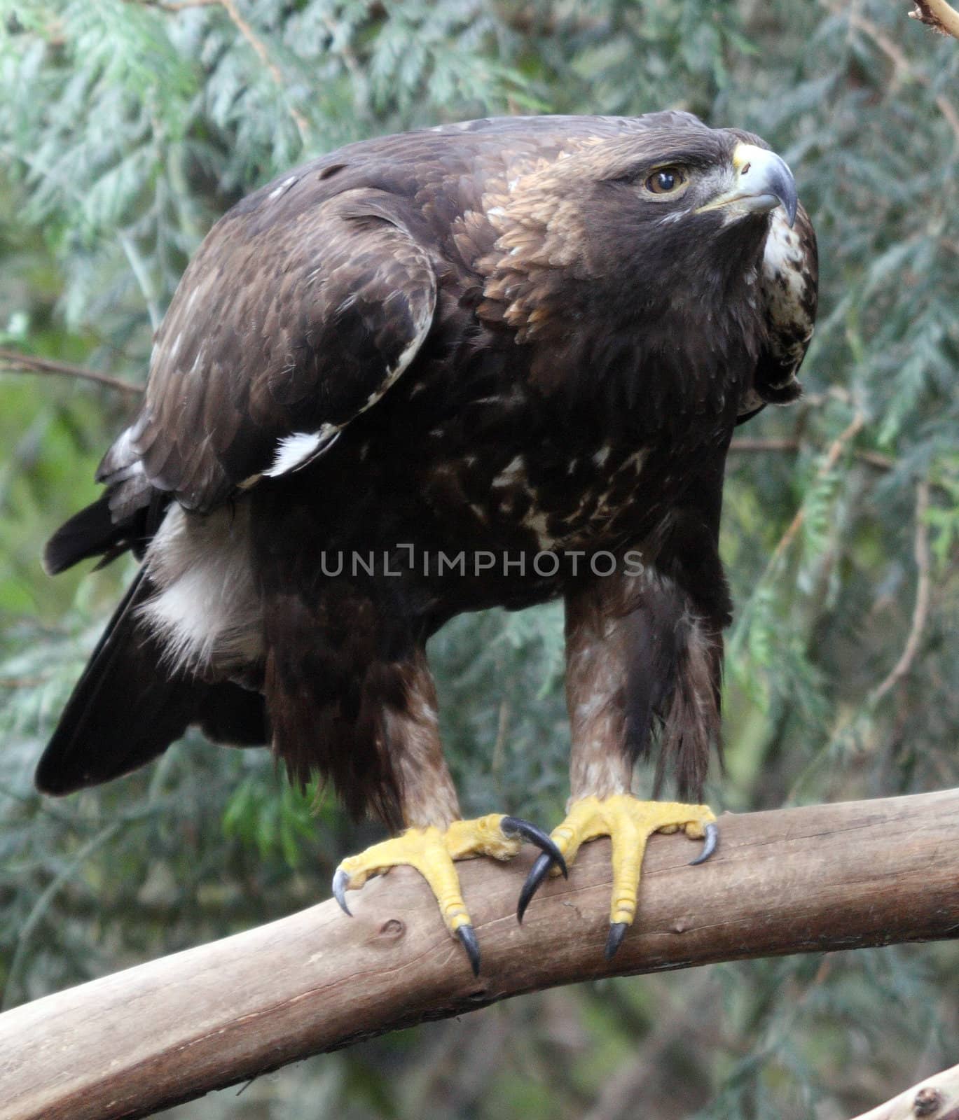 Golden Eagle by sandsphoto