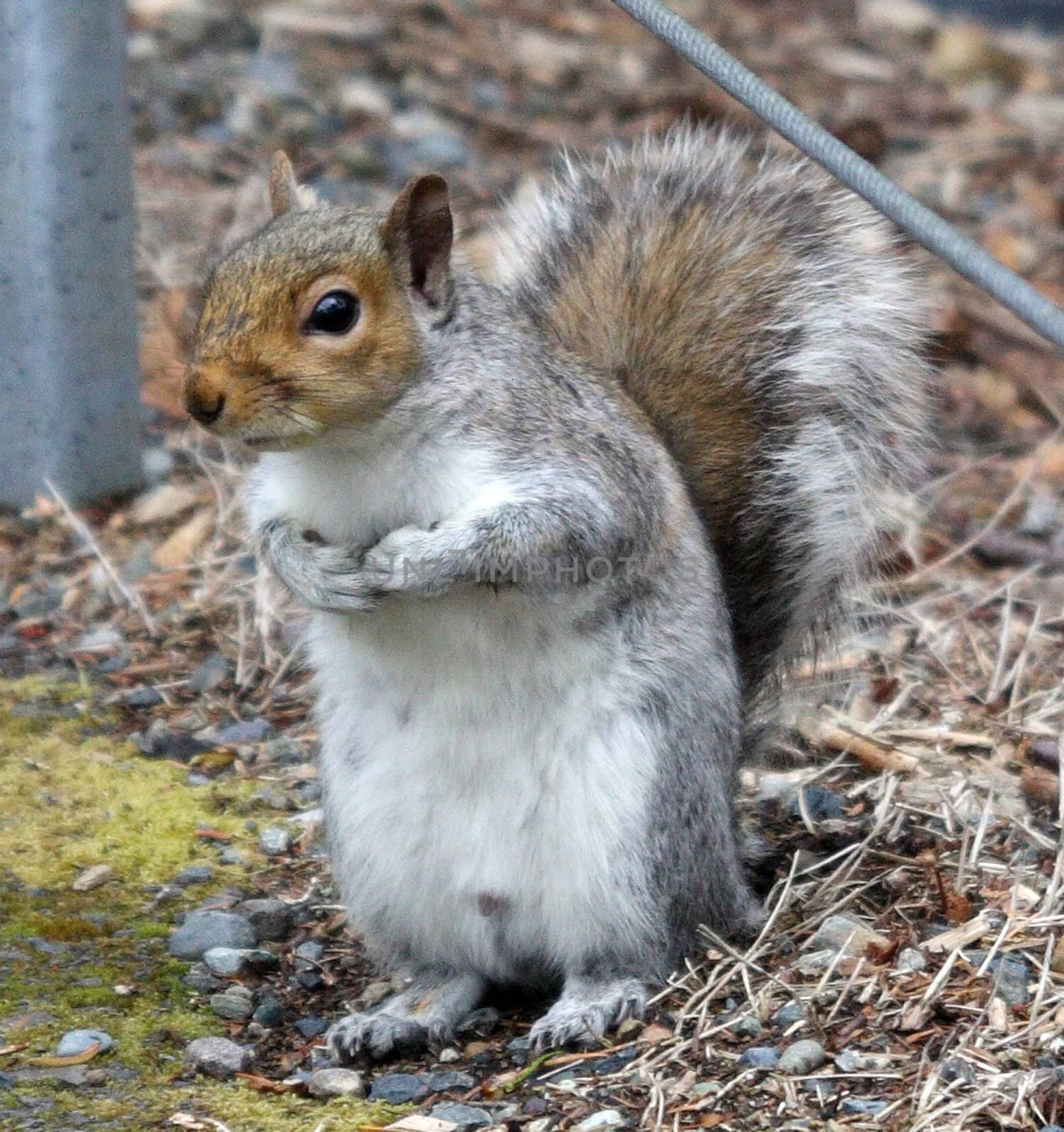 Grey Squirrel.  Photo taken at Point Defiance Zoo, WA.