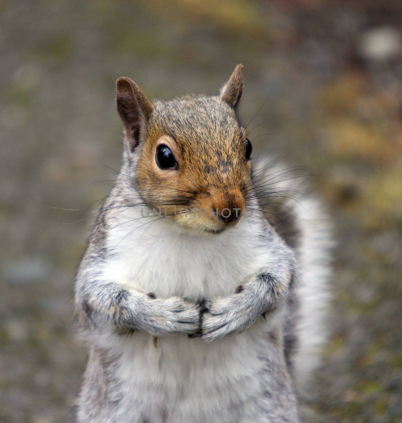 Grey Squirrel by sandsphoto