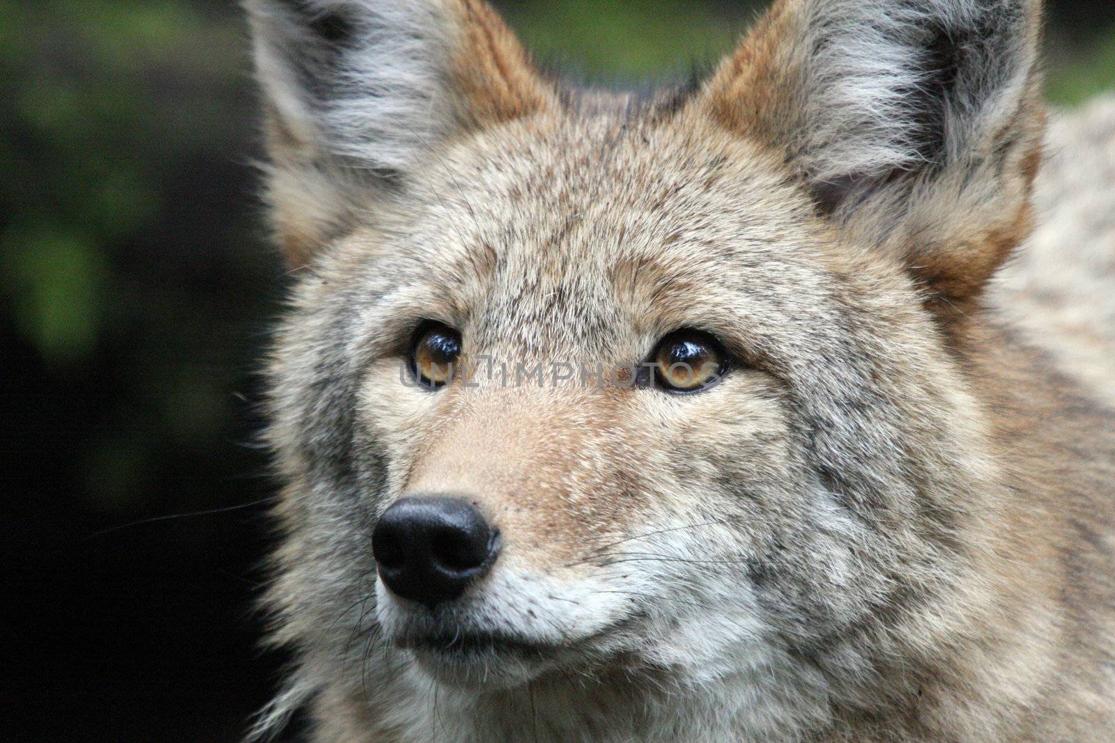 Coyote.  Photo taken at Northwest Trek Wildlife Park, WA.